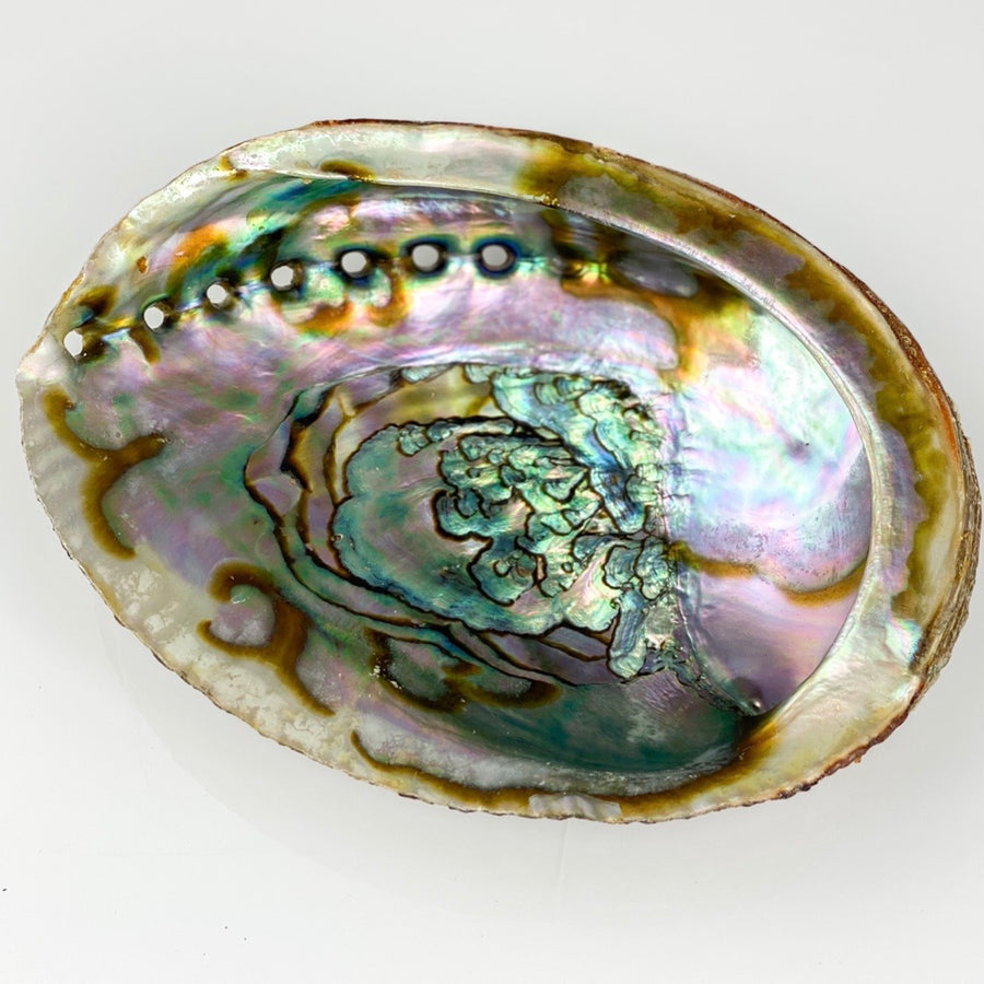Abalone Shell - Sage And Aura